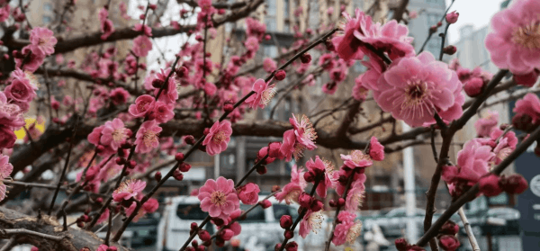 图片 1.png 图片 1.png