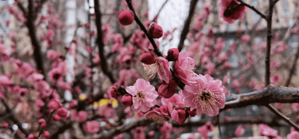 图片 2.png 图片 2.png