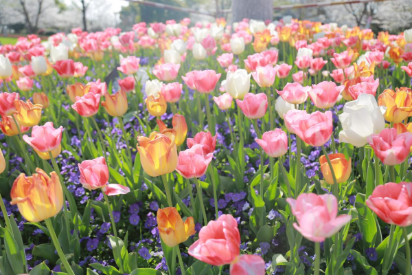 图片 9.png 图片 9.png